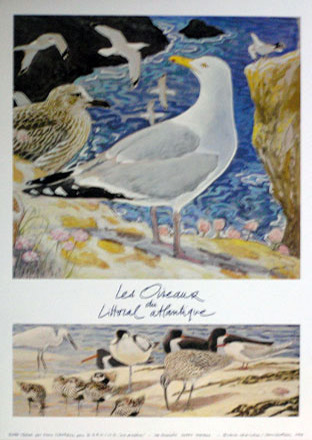 Poster de l'exposition Les oiseaux du littoral